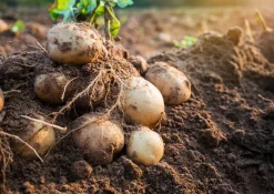 Aardappel Vlokken Biologisch