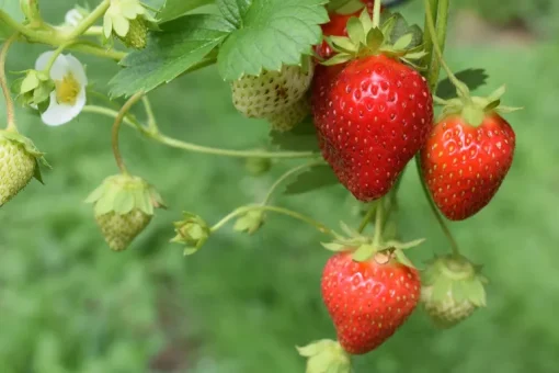 Aardbeien Poeder Gevriesdroogd Biologisch