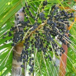 Acai Poeder gevriesdroogd Biologisch