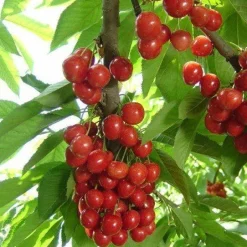 Acerola Poeder Biologisch