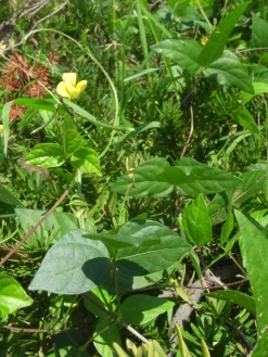 Adukibonen heel Biologisch