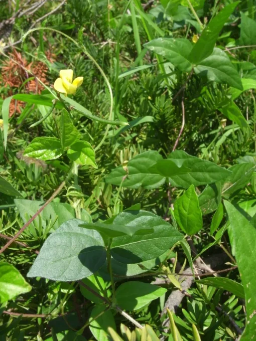 Adukibonen heel Biologisch