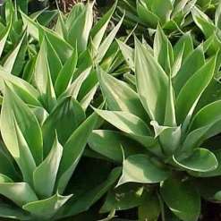 Agave Poeder Inuline Biologisch