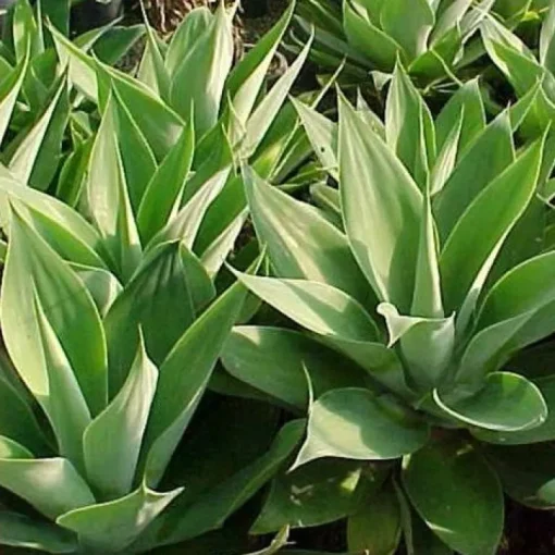 Agave Poeder Inuline Biologisch