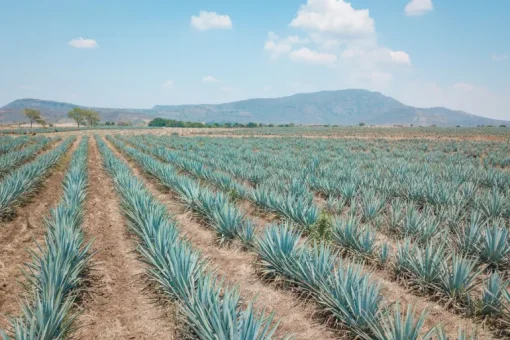 Agave Poeder Inuline Biologisch