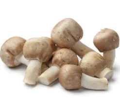 Amandelpaddenstoel Poeder Agaricus Blazei Biologisch