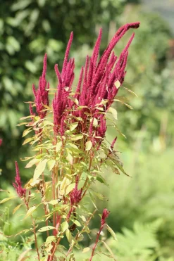 Amaranth Zaden heel Biologisch