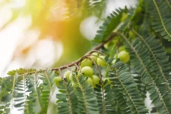 Amla Poeder Biologisch