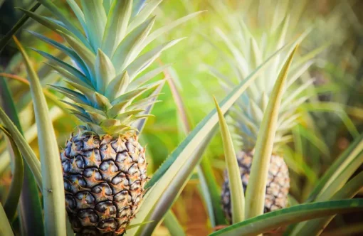 Ananas Poeder Biologisch
