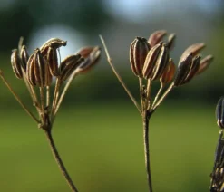 Anijszaad heel Biologisch