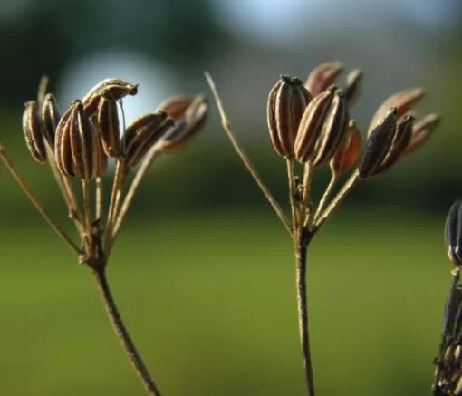 Anijszaad heel Biologisch