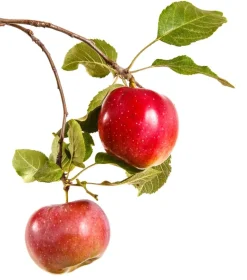 Appel Poeder Gevriesdroogd Biologisch