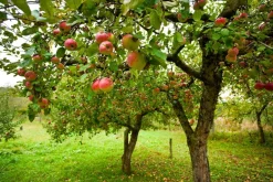 Appel Poeder Gevriesdroogd Biologisch