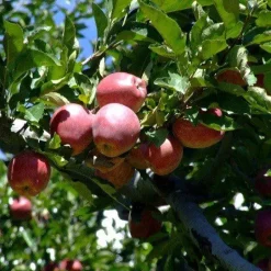 Appelblokjes Biologisch