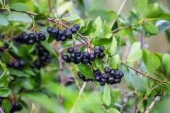 Aronia Bessen Pulp Poeder Biologisch