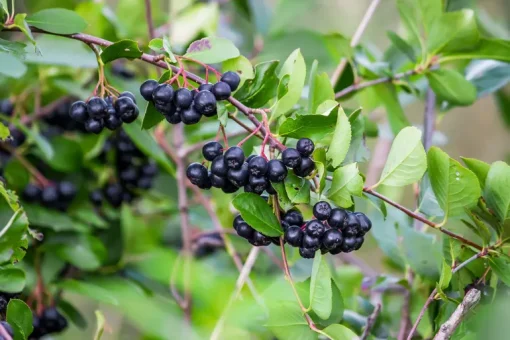 Aronia Bessen Pulp Poeder Biologisch