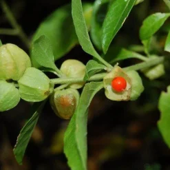 Ashwagandha poeder Biologisch