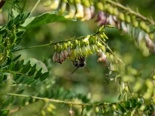 Astralagus Poeder Biologisch
