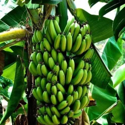 Bananen Poeder Biologisch