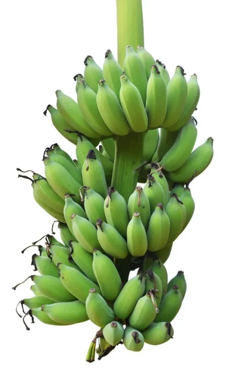 Bananen Vlokken Biologisch