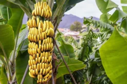 Bananen Vlokken Biologisch