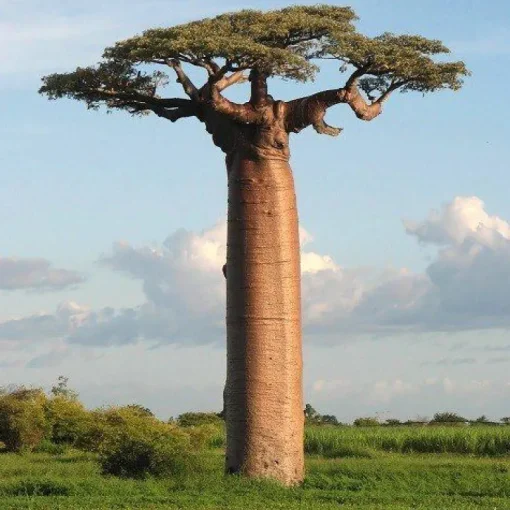 Baobab Poeder Biologisch