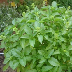 Basilicum Poeder kiemarm Biologisch