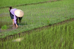 Basmati Rijst Wit Biologisch