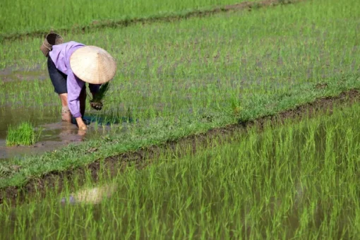 Basmati Rijst Wit Biologisch