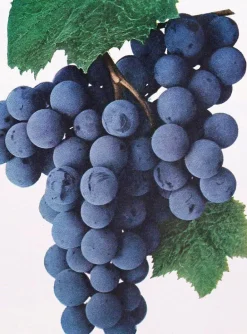 Blue Thompson rozijnen Biologisch