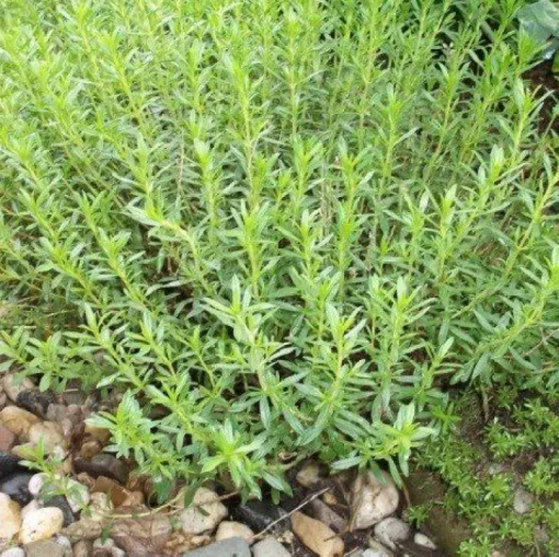 Bonenkruid Gesneden Biologisch