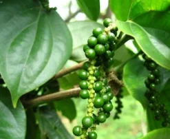 Bonte peper India & Brazillië Biologisch
