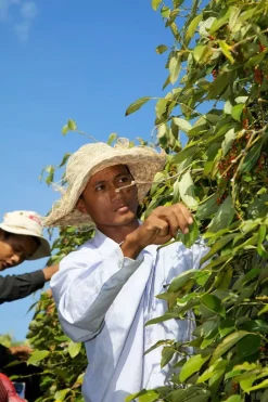 Bonte peper India & Brazillië Biologisch