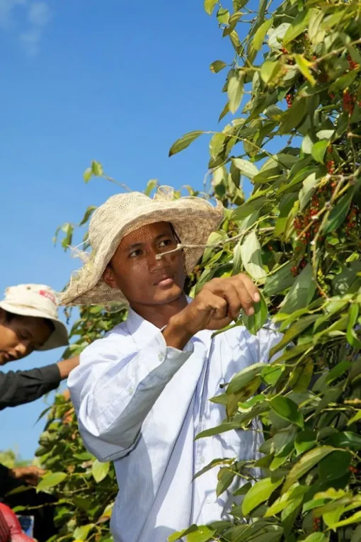 Bonte peper India & Brazillië Biologisch