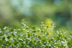 Brahmi Poeder Biologisch