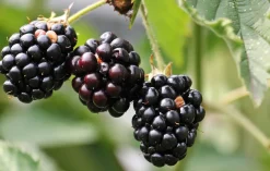 Bramenpoeder Gevriesdroogd Biologisch