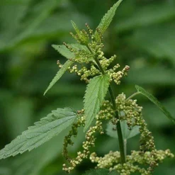 Brandnetel Gesneden Biologisch