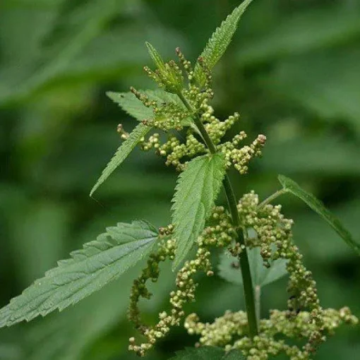 Brandnetel Gesneden Biologisch