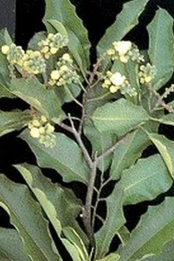 Brazaliaanse Paranoten Medium Biologisch