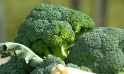 Broccoli Poeder Biologisch