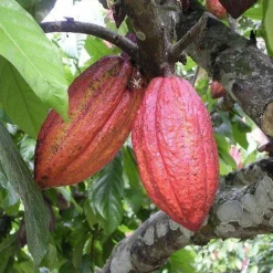 Cacao Pasta Wafers Biologisch