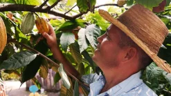 Cacaobonen Raw Biologisch