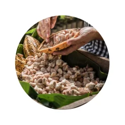 Cacaobonen Raw Biologisch