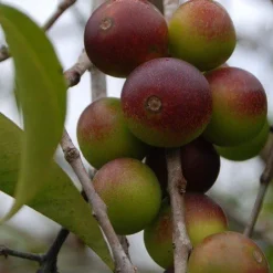 Camu Camu Poeder Biologisch