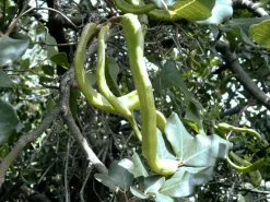 Carob Poeder Biologisch