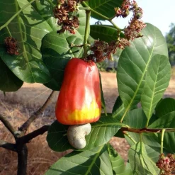 Cashewnoten W320 heel Biologisch