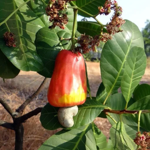 Cashewnoten W320 heel Biologisch