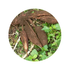 Cassavemeel Wit Biologisch