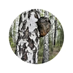 Chaga Extract 30% Biologisch