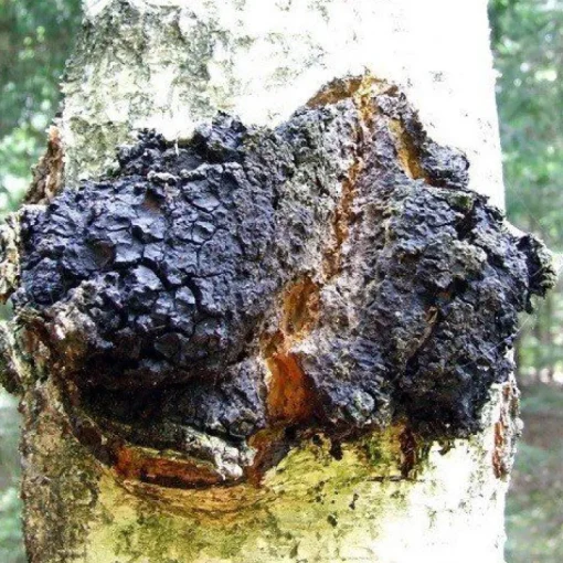 Chaga Paddenstoelen Poeder Biologisch